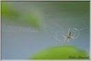 araignée tétragnate 4 (1)